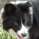 Scout was adopted in May, 2006